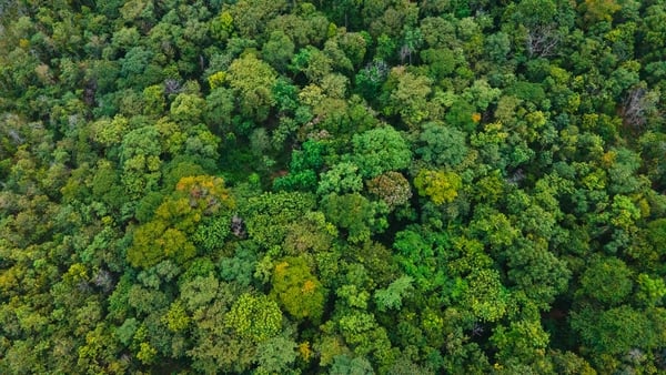 The Goverment aims to increase forest cover to 18% of land by 2050