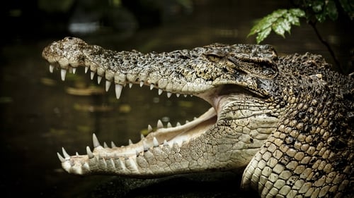 Man 'lucky to be alive' after crocodile attack (stock image)