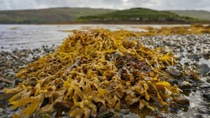 The trial involves seaweed harvested from the Irish and North seas being added to animal feed in the participating farms