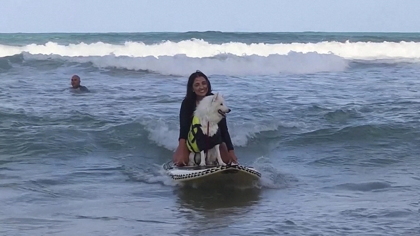 Dogs lap up the waves in Surf Dog Festival