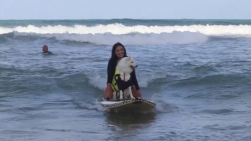 Ruff and ready: Competitors in the Surf Dog Festival.