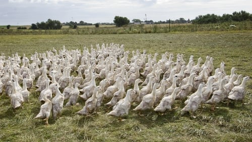 Bird flu is an annual risk brought by migratory wild birds (File photo)