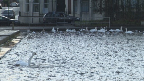 16 dead swans have been recovered at Waterworks Park