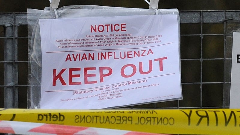 Possible Bird flu outbreak