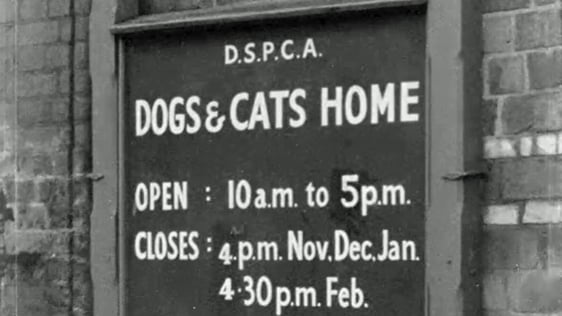 Dogs and Cats Home (1962)