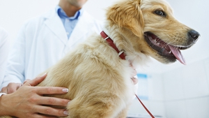 People who believe their dog would be suitable should contact UCD's Veterinary School (stock image)