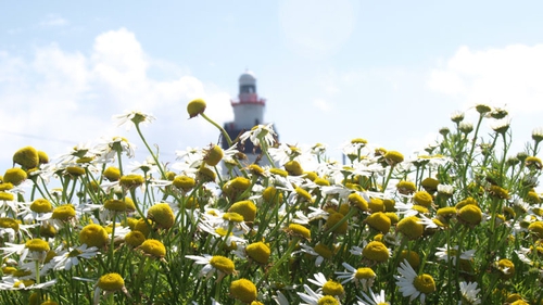 Hook Lighthouse is set to host a traditional Daisy Day Hunt, which derives from the 1940s, on St. Stephen's Day.