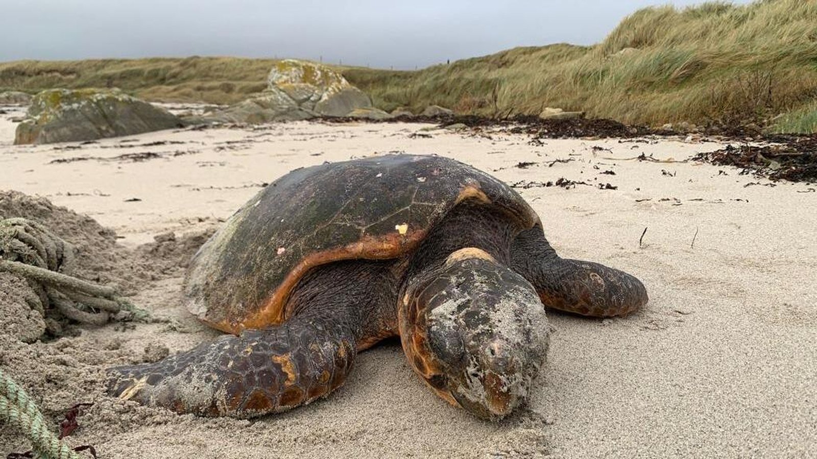 Loggerhead turtle washed onto Conamara beach