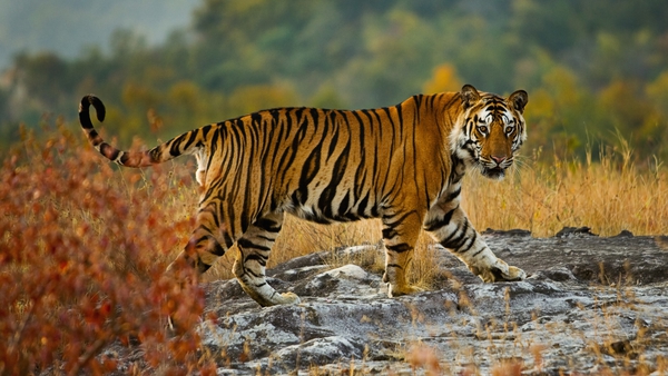 India is home to around 75% of the world's tigers