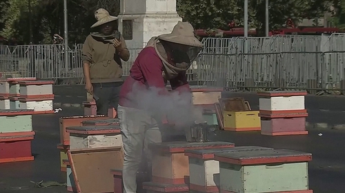 The beekeepers set around 60 beehives, which contained an estimated 10,000 bees, on the road in front of the palace