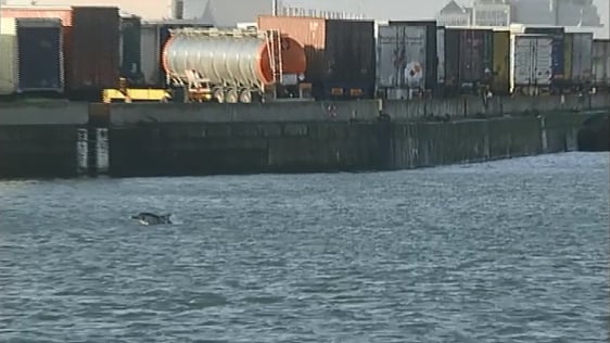 Dolphins swimming in Dublin Port, 2002.
