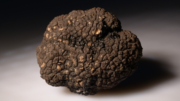 Strufal dubh