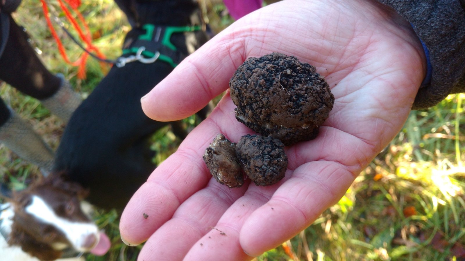 Black truffles have been cultivated in Ireland in recent weeks, in what is believed to be the first time they have been successfully grown and cultiva