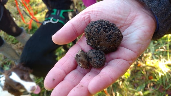 Professor Paul Thomas said the cultivation of truffles in Ireland is very significant
