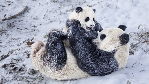 Giant pandas play in the snow at the Shenshuping Base of China Conservation and Research Center for the Giant Panda