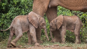 The twins were first spotted by tourist guides on a safari drive last weekend (Pic: Jane Wynyard/Save the Elephants)