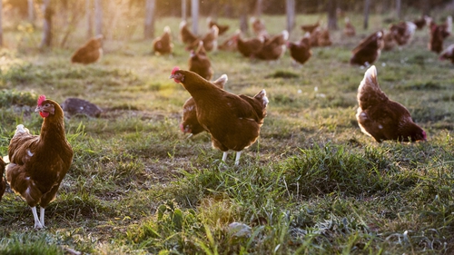 Voorzieningen groentje favoriete Farmers continuing protest over Lidl chicken promotion