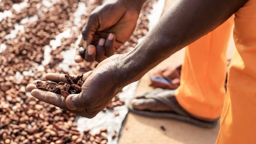 Nestlé believes the project will assist the transition to more sustainable cocoa farming