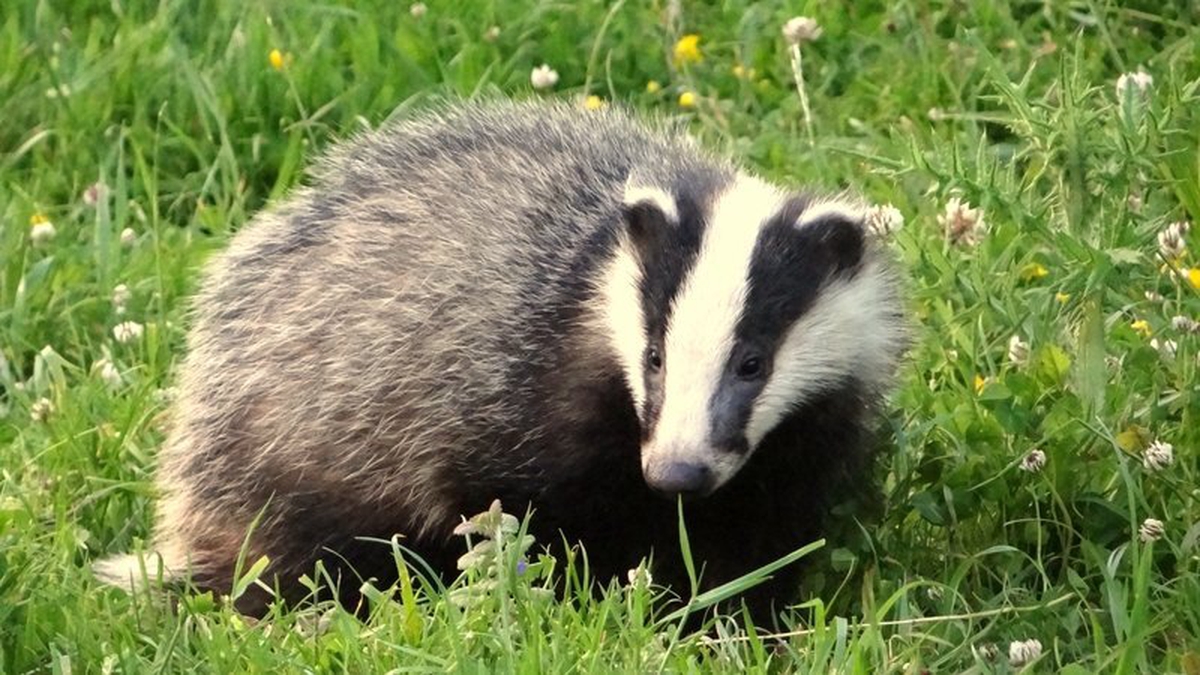 Badger vaccination against TB