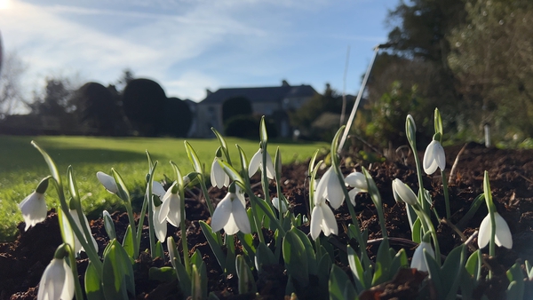 Altamont Gardens has Ireland's largest public snowdrop collection