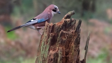 Eye on Nature 2022