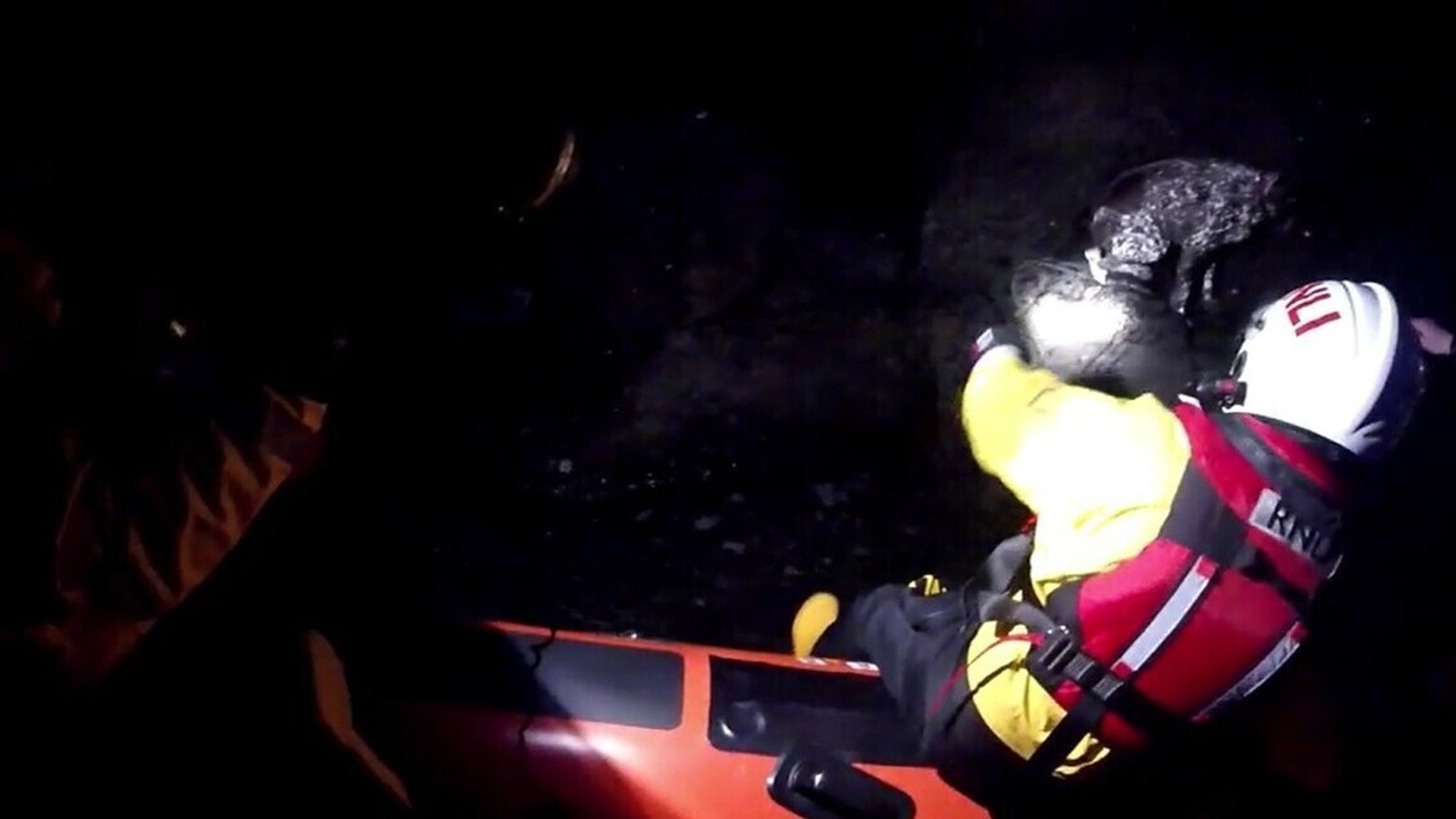 RNLI Rescues Dog After 100ft Fall From Waterford Cliffs