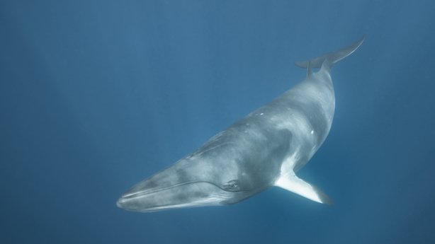 Minke whale