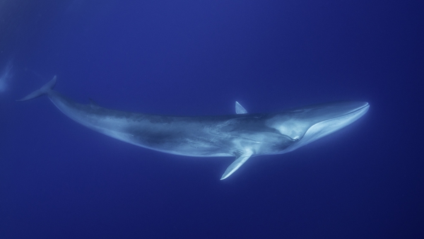 The fin whale is the planet's second-largest species after the blue whale
