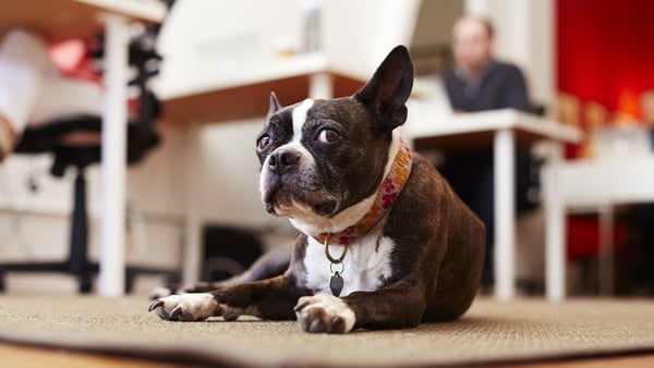The charity says its study shows that dog-friendly workplaces could bring major benefits for companies