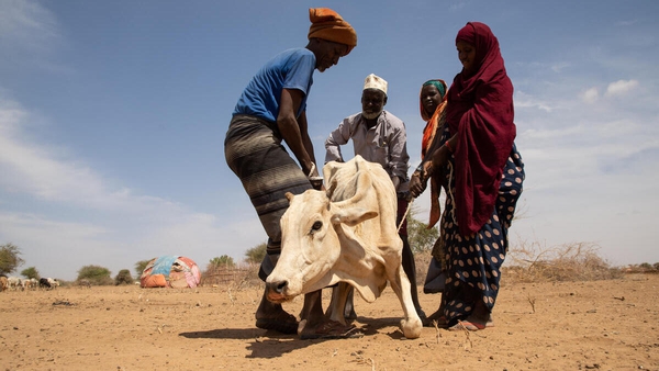 Three failed rainy seasons have created the driest conditions since the 1980s (Pic: WFP)