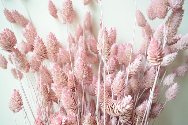 Pastel Phalaris Bunch Dried Grass, Pale Pink Canary Grasses for Floristry, £14.99, Etsy