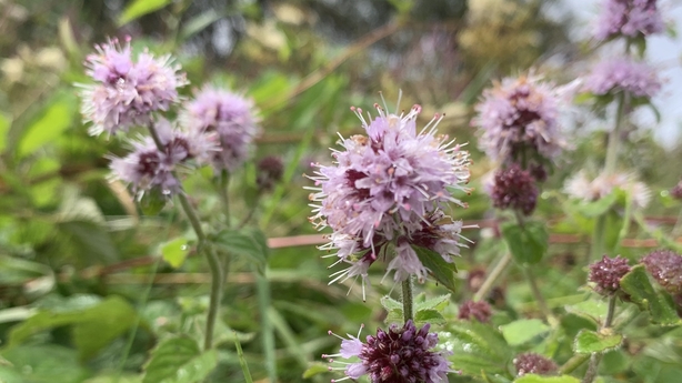 Who needs a dozen roses? Irish flowers, fertility and folklore 3 001b30ad 614.jpg?ratio=1