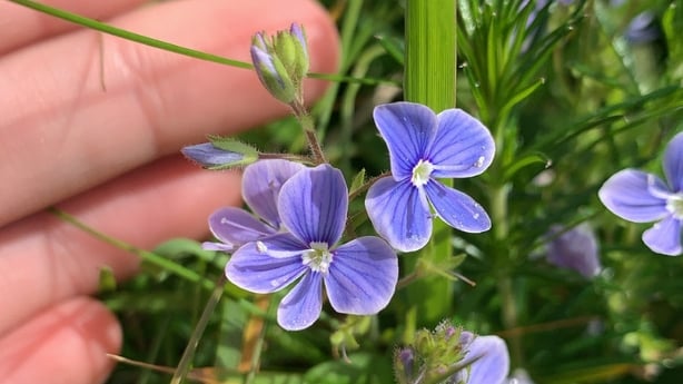 Who needs a dozen roses? Irish flowers, fertility and folklore 4 001b30ae 614.jpg?ratio=1