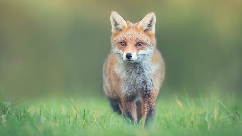 Watching foxes along Dublin’s River Dodder