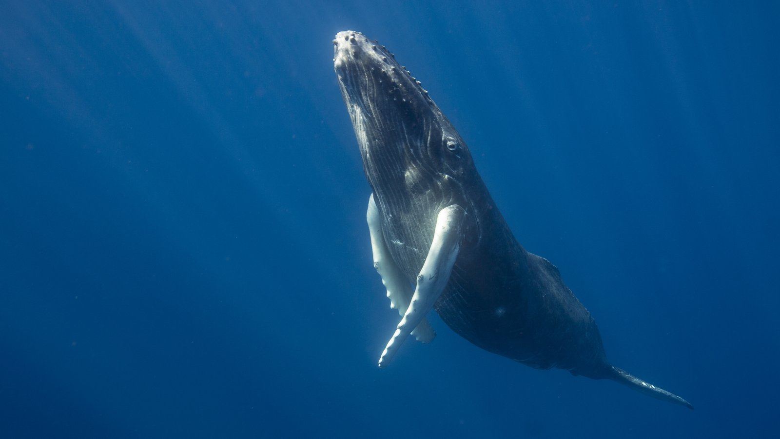 Whales face increasing threats in key habitats - report