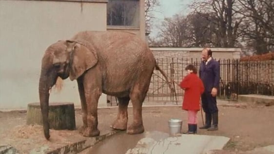 Washing an elephant in Dublin Zoo, 1987.