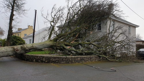 A house in Cobh, Co Cork was struck by a falling tree earlier this morning (Image: Ellen O'Regan)