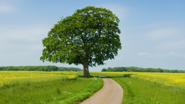 The ash tree is considered important for improving biodiversity as well as providing wildlife habitats (file image)