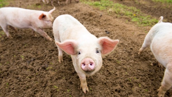 The package, worth €13 million, will give pig farmers up to €70,000 each
