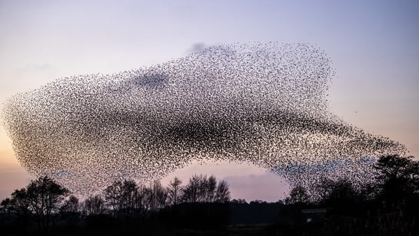 For several weeks, murmurations have been mesmerising onlookers at Lough Ennell, Co Westmeath. (Pic: INPHO/James Crombie)