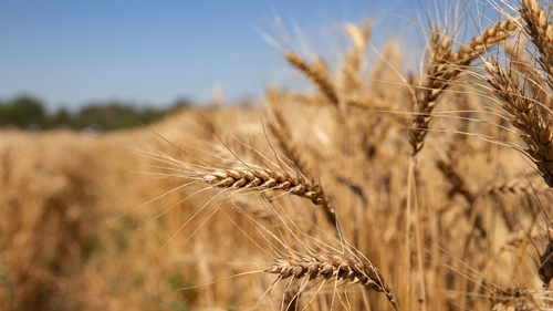 The European wheat harvest is expected to be 125 million tonnes, with 38 million tonnes of this being a surplus for export