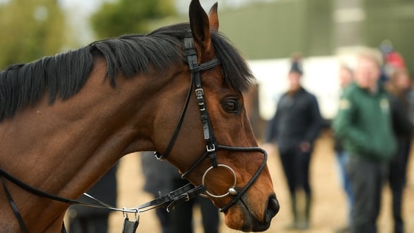 2020; Tiger Roll during a visit to Gordon Elliott's yard in Longwood, Co. Meath (Pic: Ramsey Cardy/Sportsfile via Getty Images)