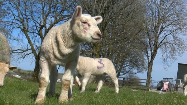 It has been a busy time on the Phelan Farm in Toberdaly, Co Offaly with lambing season well under way