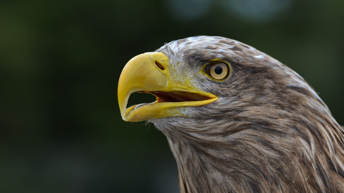 Getting the lead out lead poisoning and its impacts on birds of prey Mooney Goes Wild RTÉ