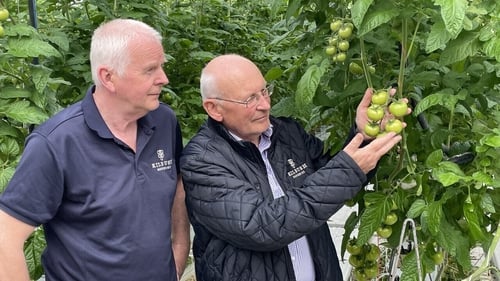 John and Matt Foley examine some of their tomatoes on their farm in Rush