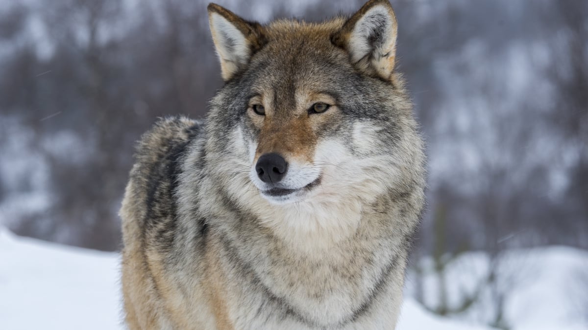 Norwegian Wolves: one of the most controversial conservation topics in ...