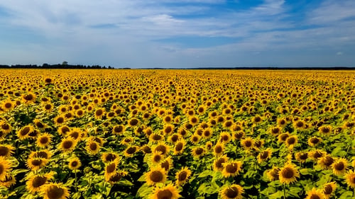 A field of sunflowers in bloom in Ukraine. Photo: Getty Images