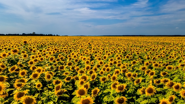 Sunflowers growing in Ukraine - the country is a top global player in the production of sunflower oil