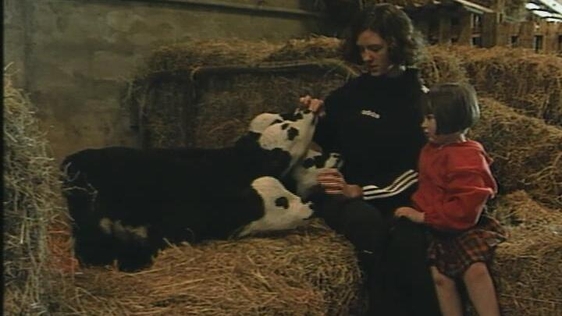 Multiple calves born in County Kerry, 1997