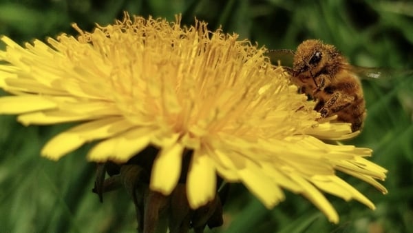 Irelands only honeybee, Apis mellifera, covered in pollen while foraging on a dandelion in Kilcock, Co. Kildare. Photo: Merissa Cullen.